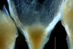 Cuscuta legitima, calyx 3D
