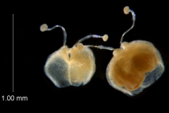 Cuscuta legitima, capsules