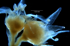 Cuscuta legitima, flowers