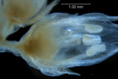 Cuscuta legitima, flower