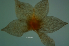 Cuscuta legitima, calyx dissected