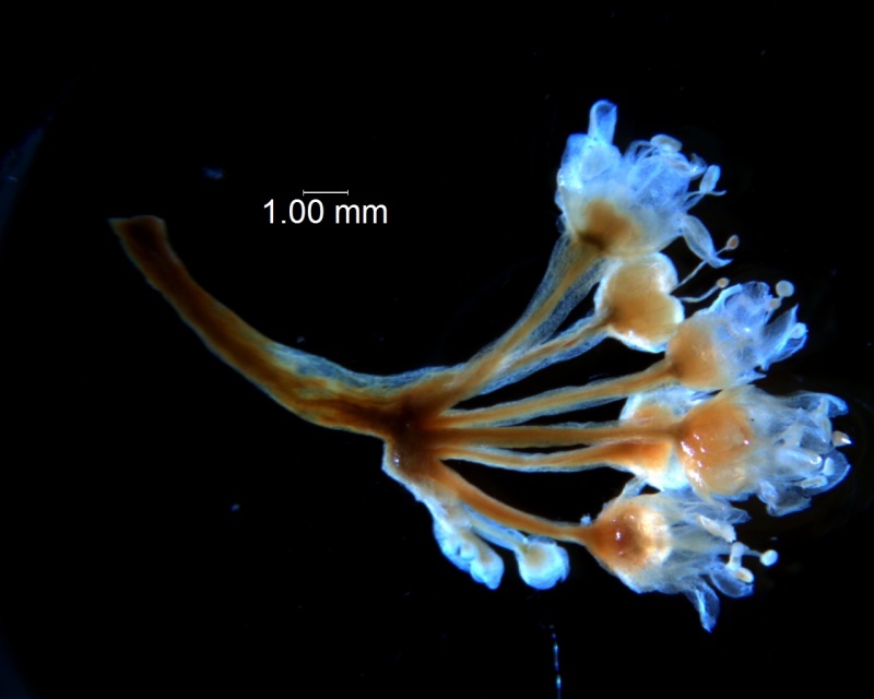 Cuscuta fasciculata, inflorescence