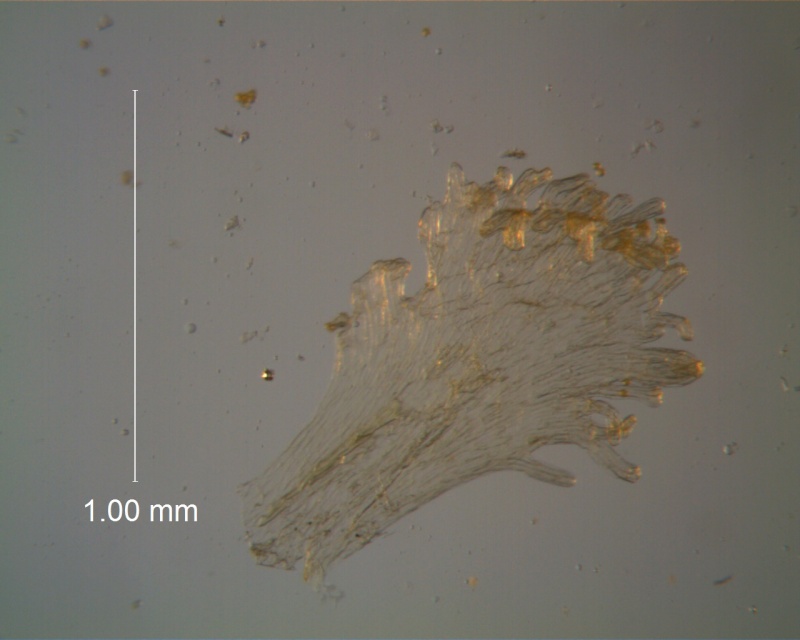 Cuscuta fasciculata; scale