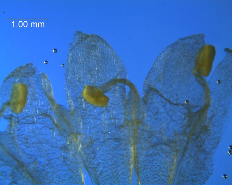 Cuscuta fasciculata; corolla lobes
