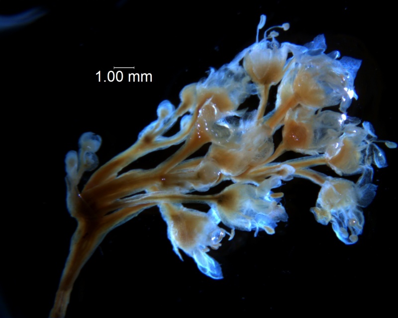 Cuscuta fasciculata, inflorescence