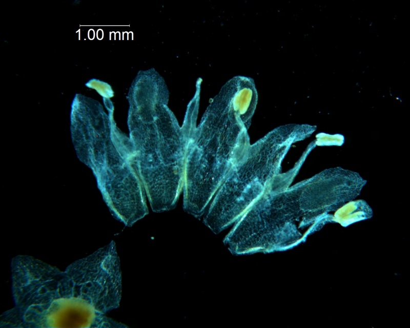 Cuscuta fasciculata; corolla dissected