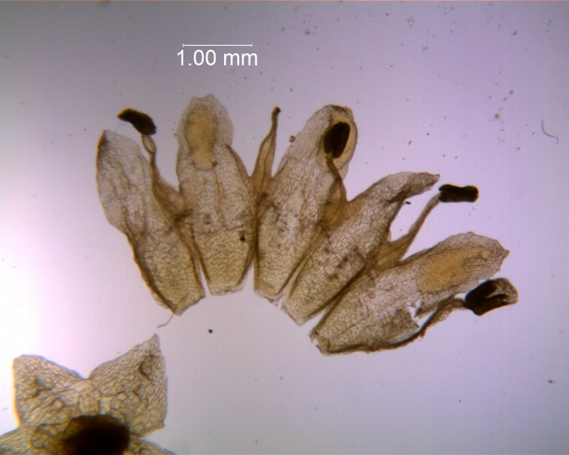 Cuscuta fasciculata; corolla dissected