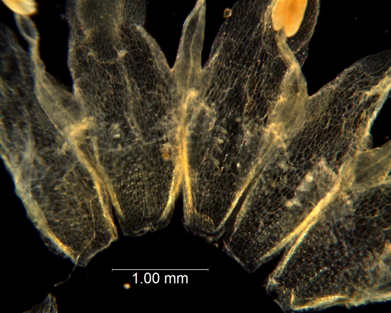 Cuscuta fasciculata; corolla dissected