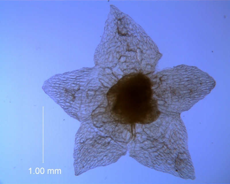 Cuscuta fasciculata; calyx, dissected