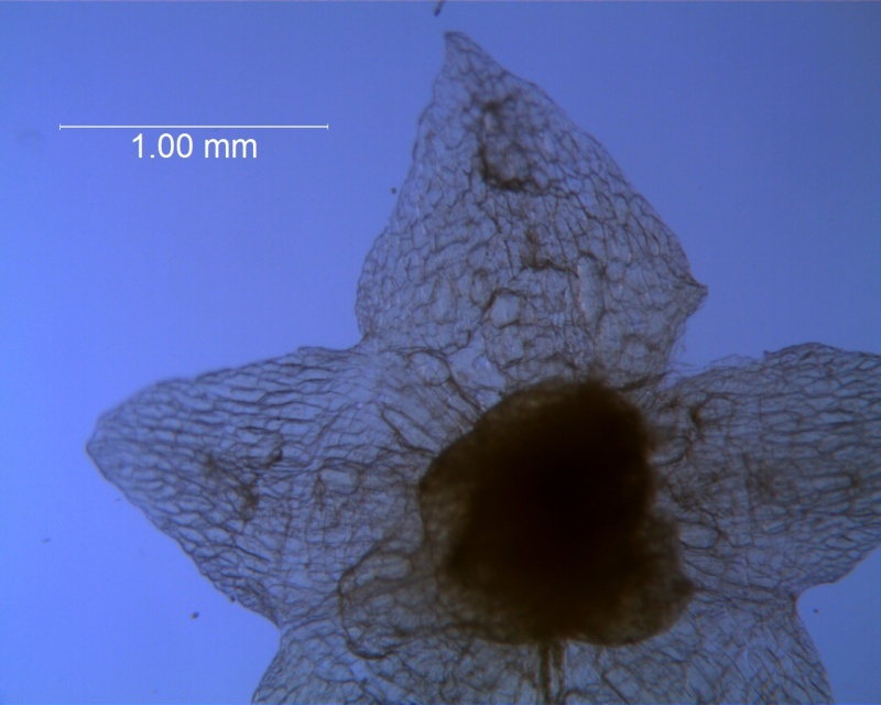 Cuscuta fasciculata; calyx, dissected