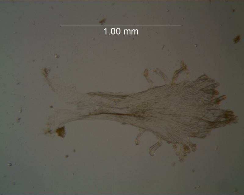 Cuscuta fasciculata; scales