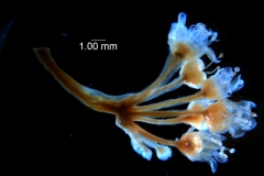 Cuscuta fasciculata, inflorescence