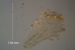 Cuscuta fasciculata; scale