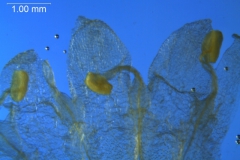 Cuscuta fasciculata; corolla lobes