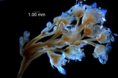 Cuscuta fasciculata, inflorescence