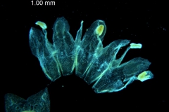 Cuscuta fasciculata; corolla dissected