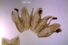 Cuscuta fasciculata; corolla dissected