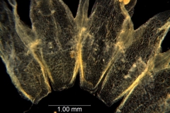 Cuscuta fasciculata; corolla dissected