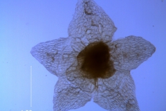 Cuscuta fasciculata; calyx, dissected