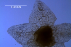 Cuscuta fasciculata; calyx, dissected