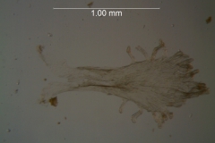Cuscuta fasciculata; scales