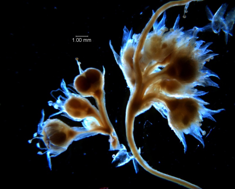 Cuscuta acuta, inflorescence