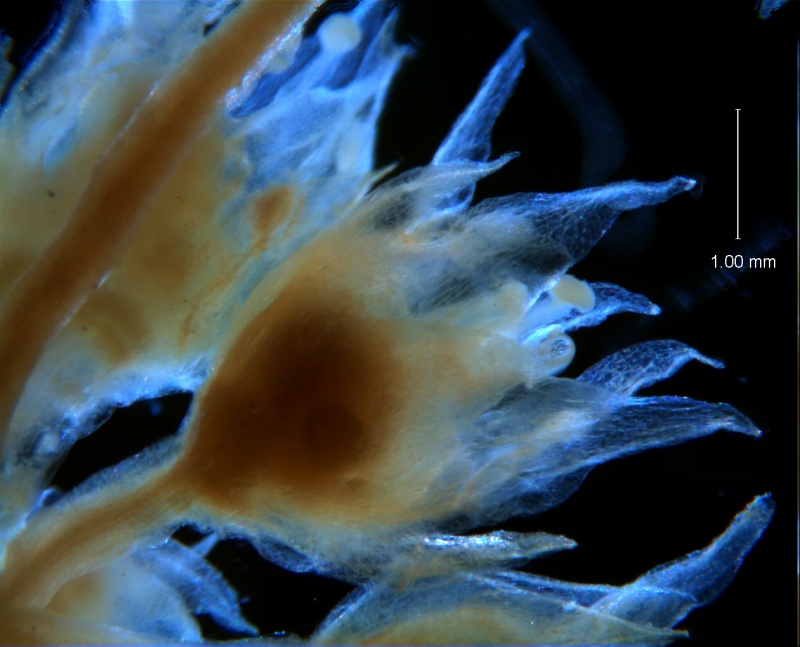 Cuscuta acuta, flowers