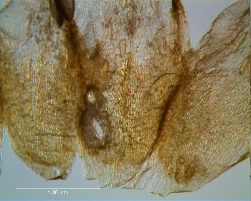 Cuscuta acuta, dissected corolla