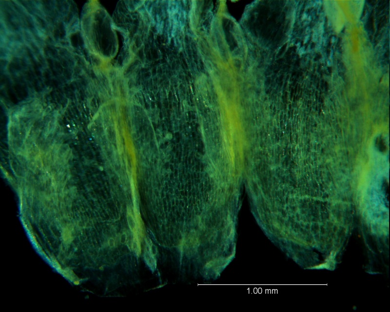 Cuscuta acuta, scales