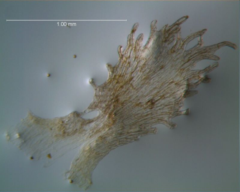 Cuscuta acuta, scale