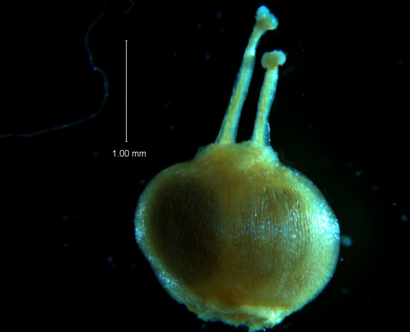 Cuscuta acuta, capsule