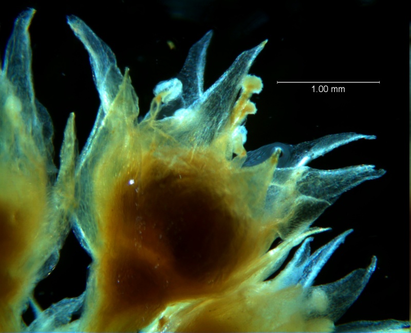 Cuscuta acuta, flower