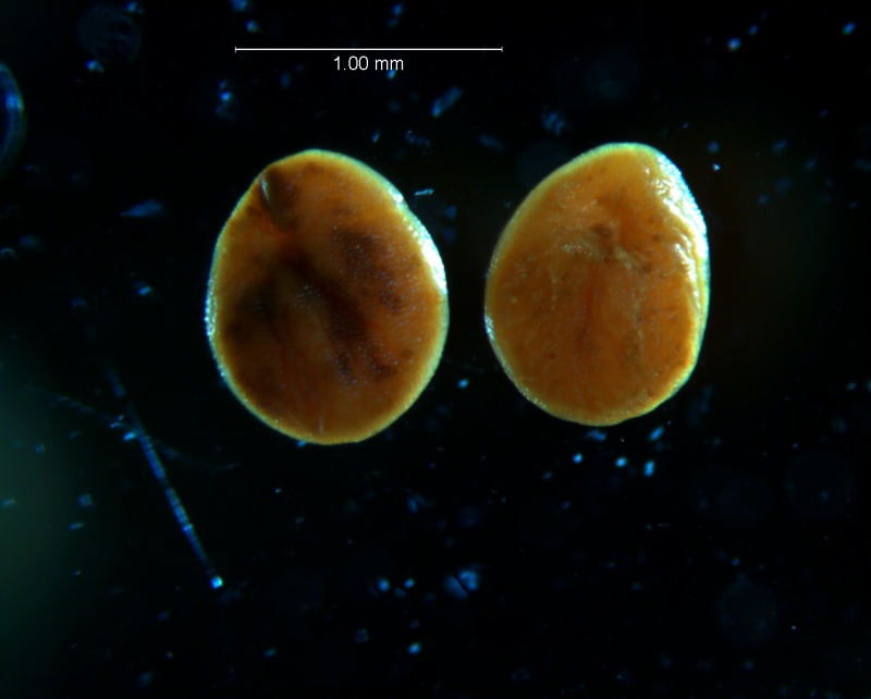 Cuscuta acuta, seeds