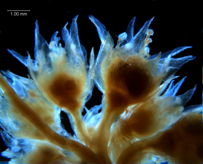 Cuscuta acuta, inflorescence fragment