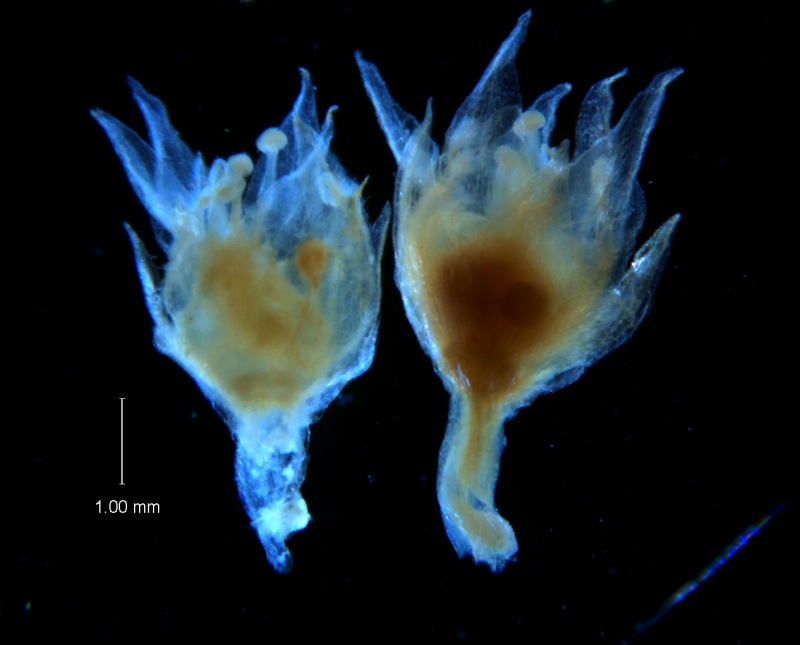 Cuscuta acuta, flowers