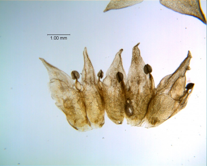 Cuscuta acuta, dissected corolla