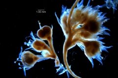 Cuscuta acuta, inflorescence