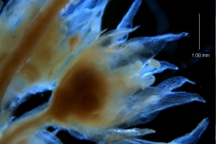 Cuscuta acuta, flowers