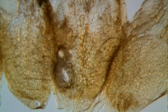 Cuscuta acuta, dissected corolla