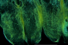 Cuscuta acuta, scales