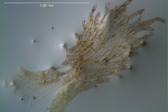 Cuscuta acuta, scale