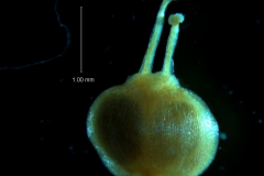 Cuscuta acuta, capsule