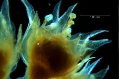 Cuscuta acuta, flower