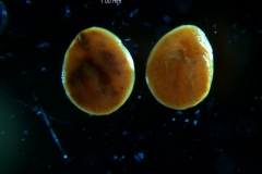 Cuscuta acuta, seeds