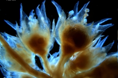 Cuscuta acuta, inflorescence fragment