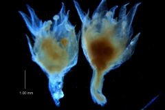 Cuscuta acuta, flowers