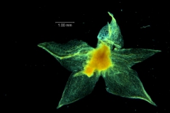 Cuscuta acuta, dissected calyx