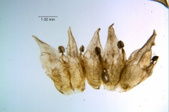 Cuscuta acuta, dissected corolla