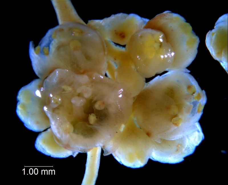 Cuscuta australis, inflorescence