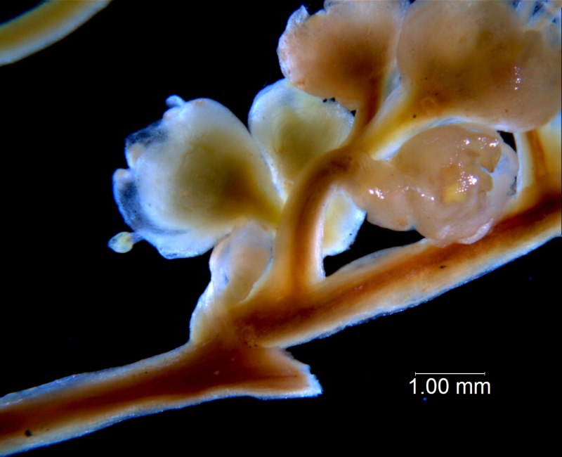 Cuscuta australis, inflorescence